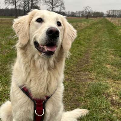 Hundetreffen-Junghundetreff in Gescher-Bild