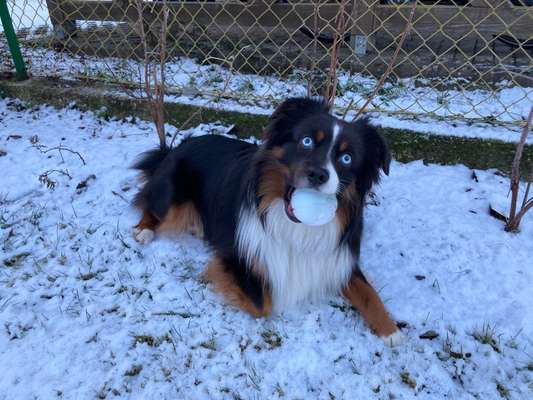 Zeigt die schönsten Schneebilder von eurer Fellnase ❄️-Beitrag-Bild