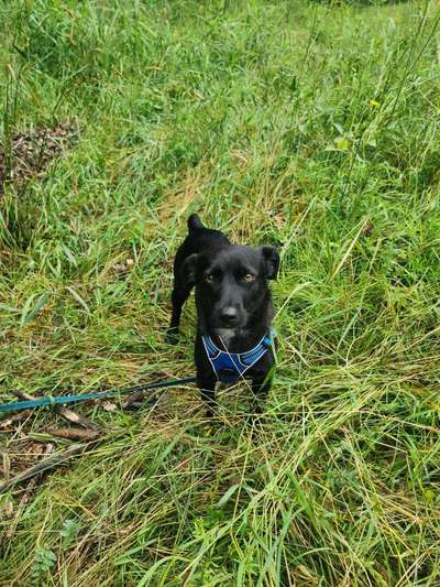 Hundetreffen-Gassi-und Spielrunde mit Hündinnen-Bild