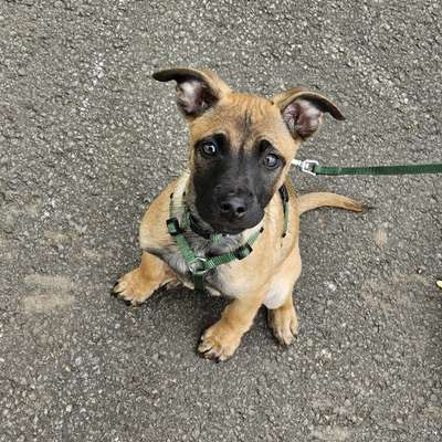 Hundetreffen-Welpenspiel- & Gassirunde gesucht-Bild