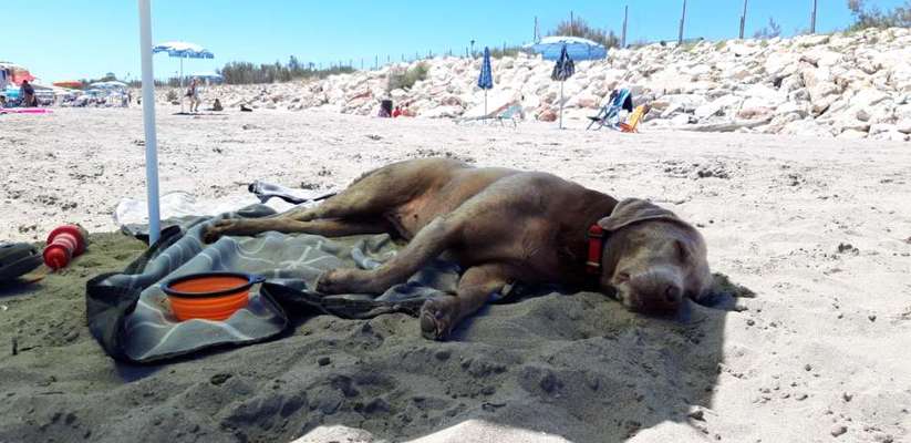 FOTO-Challenge  NR. 91: Die pure Entspannung-Beitrag-Bild