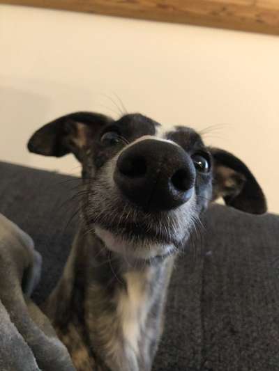 Zeigt mir die tollste Nahaufnahme von eurer Fellnase-Beitrag-Bild