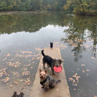 Gassi-Services-Gassi-Service-Bild