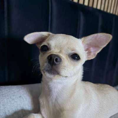 Hundetreffen-Gassirunde mit Chihuahua Welpen ( Weibchen )-Bild