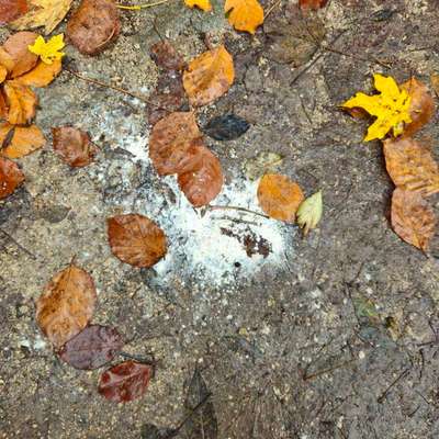 Giftköder-Weißes Pulver-Bild