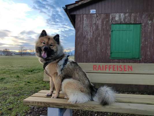 Hundetreffen-Hundetreff Geuensee-Bild