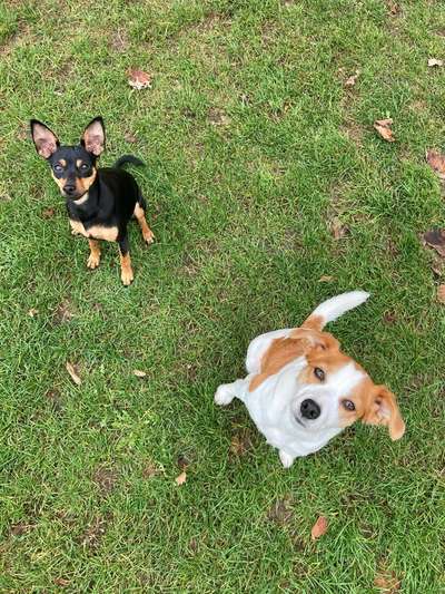 Bester Freund, Hundekumpel - zeigt her!-Beitrag-Bild