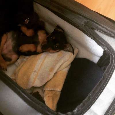 Welpen Bilder !-Beitrag-Bild