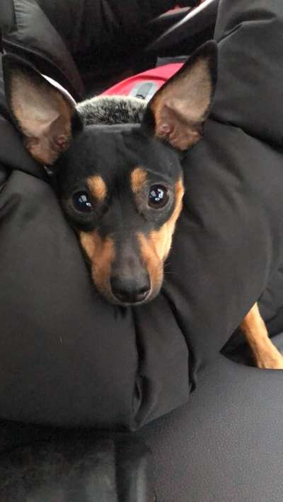 Die besten Hundeblicke 🐾❤️-Beitrag-Bild