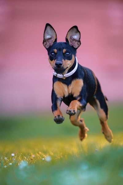 Foto's und Hundemodels-Beitrag-Bild