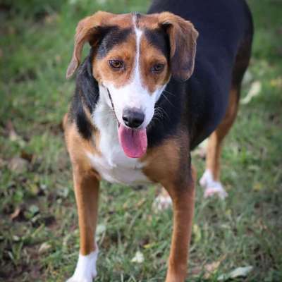 Unser Rocky hat plötzlich sein Verhalten geändert-Beitrag-Bild