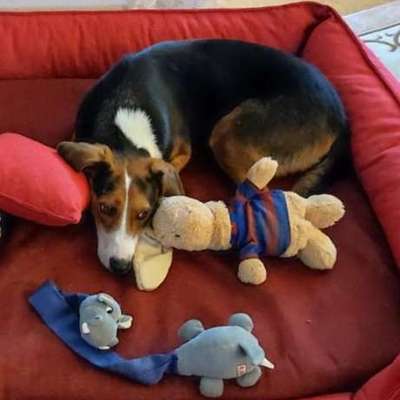 Unser Rocky hat plötzlich sein Verhalten geändert-Beitrag-Bild
