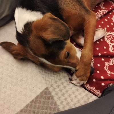 Unser Rocky hat plötzlich sein Verhalten geändert-Beitrag-Bild