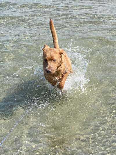 Dogorama-Monats-Challenge-Mai "Wasser"-Beitrag-Bild