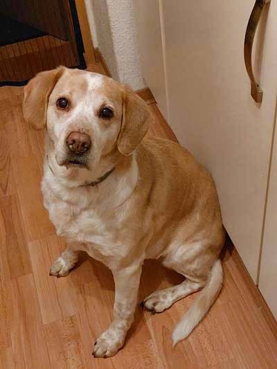 Labradorfans-Beitrag-Bild