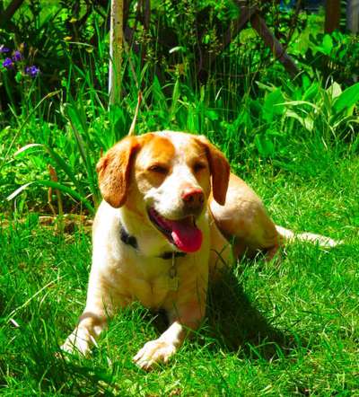 Labradorfans-Beitrag-Bild