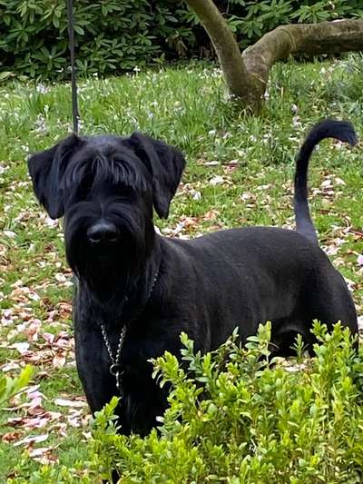 Wo sind die Riesenschnauzer?-Beitrag-Bild