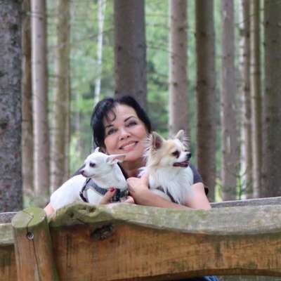 Hundetreffen-Gibt es in der Nähe von Striegistal vielleicht eine Chihuahua  Spielgruppe?