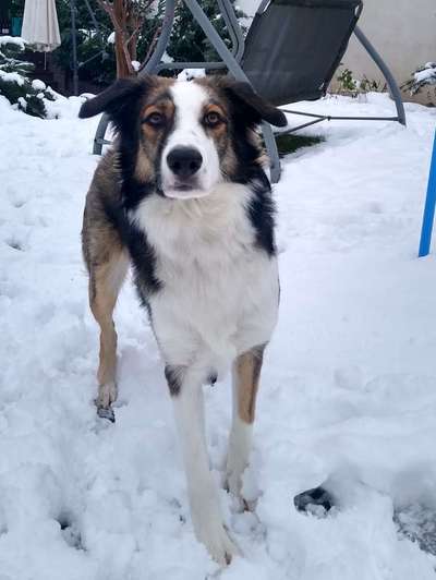 Hunde aus Griechenland-Beitrag-Bild