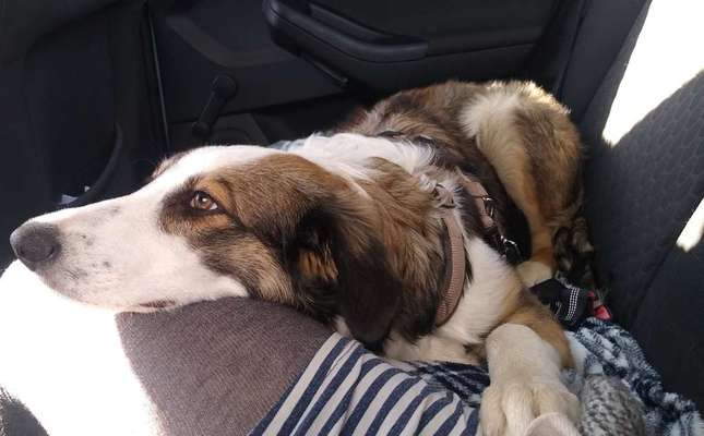 Mischlinge raten - Rätselspaß-Beitrag-Bild