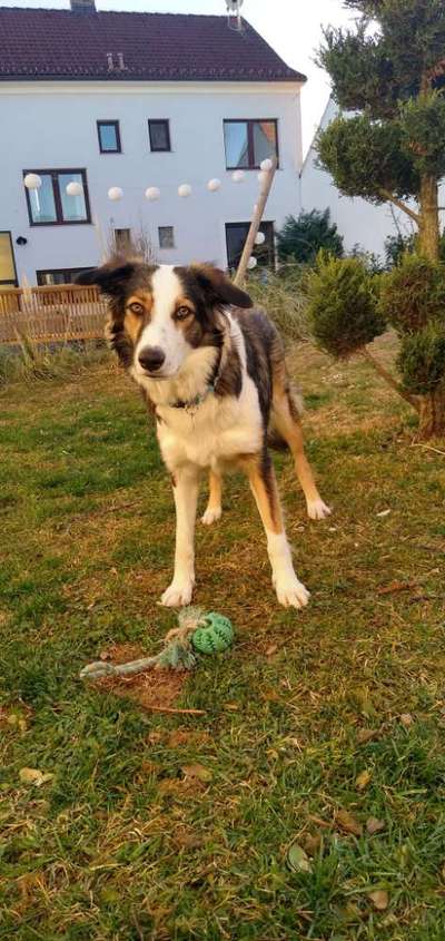 Mischlinge raten - Rätselspaß-Beitrag-Bild