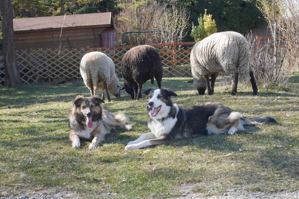 Herdenschutzhunde-Beitrag-Bild
