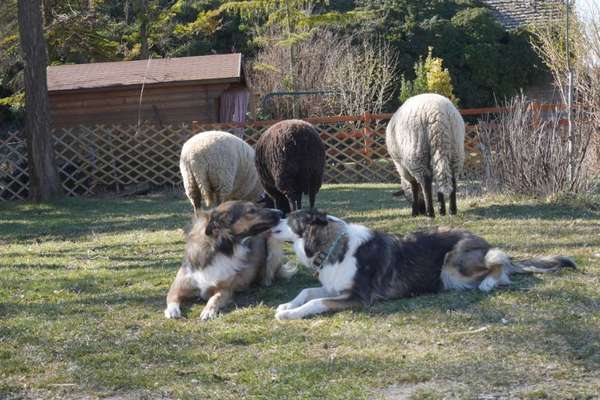 Mischlinge raten - Rätselspaß-Beitrag-Bild