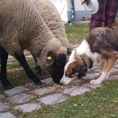 Hunde aus Griechenland-Beitrag-Bild