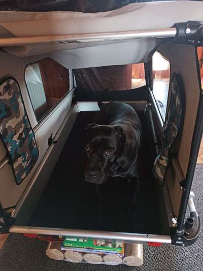 Hunde-Fahrradanhänger-Beitrag-Bild