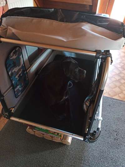 Hunde-Fahrradanhänger-Beitrag-Bild