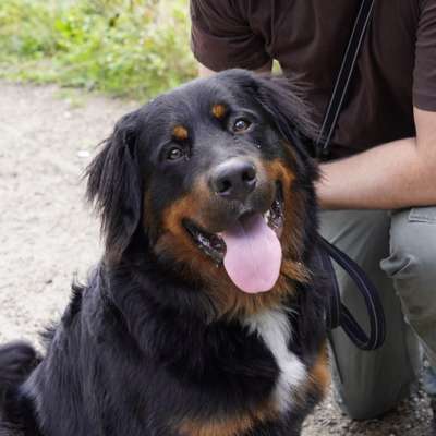 Hundetreffen-Spielerunde in Stadtlohn😊🐶-Bild