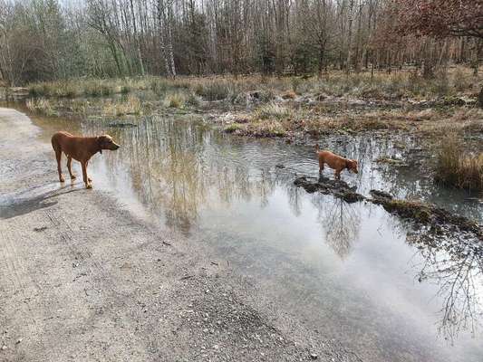 Fauler Ridgeback?-Beitrag-Bild