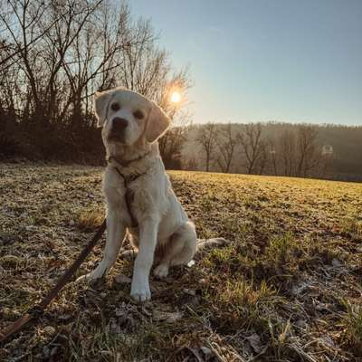 Hundetreffen-Freunde für Loki-Bild
