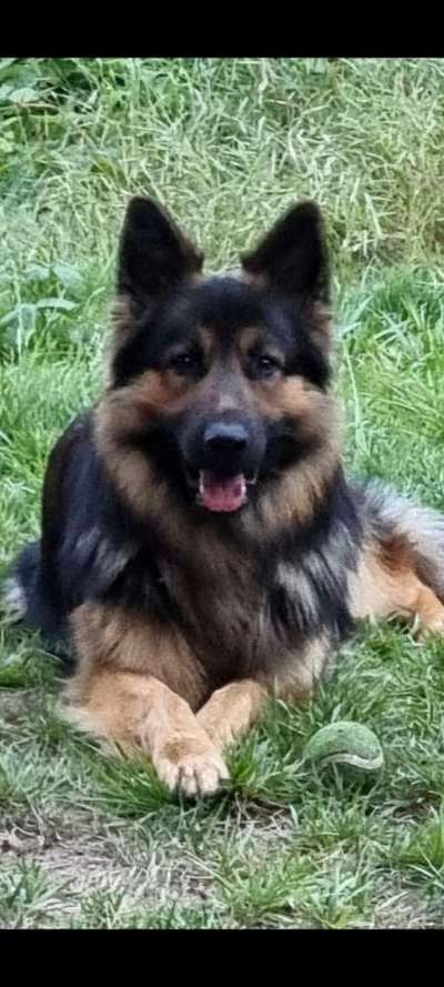 Hundetreffen-Spazierengehen-Bild