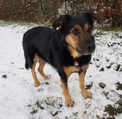 Mischlinge raten - Rätselspaß-Beitrag-Bild