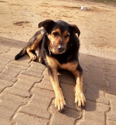 Wie heißt dein Hund?-Beitrag-Bild