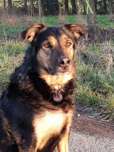 Mischlinge raten - Rätselspaß-Beitrag-Bild