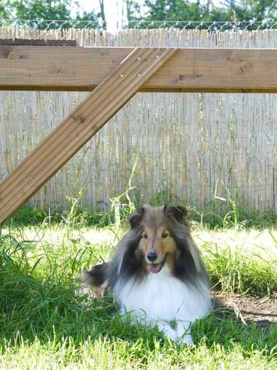 Dogorama Photo Challenge - Schattiges Plätzchen-Beitrag-Bild