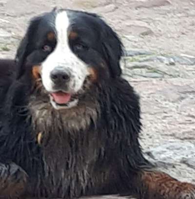 FOTOCHALLENGE 72 - Glücklicher Hund im Schmuddel-Look-Beitrag-Bild