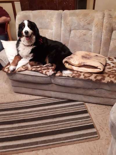 Dogorama Photo Challenge - Einmal lächeln bitte-Beitrag-Bild