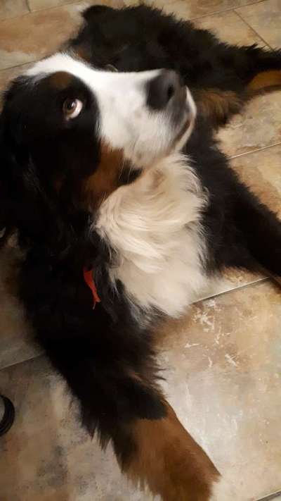 eure Spitznamen für die Vierbeiner-Beitrag-Bild