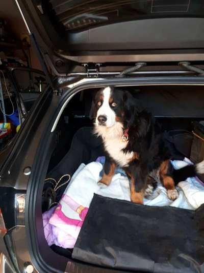 FOTOCHALLENGE 70 - Dein Hund im Auto-Beitrag-Bild