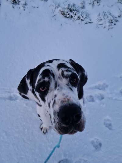 Dogorama Photo Challenge - Hundeblick zum hinschmelzen-Beitrag-Bild