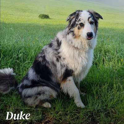 Hundetreffen-Gassi, Wandern,ggf Spielen-Bild