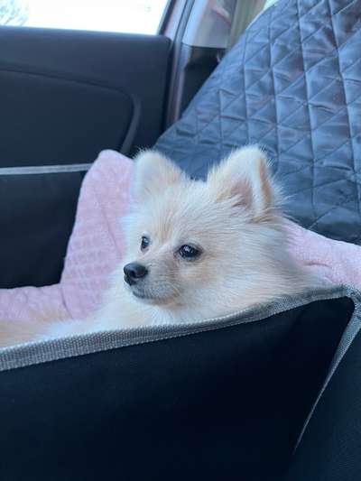 FOTOCHALLENGE 70 - Dein Hund im Auto-Beitrag-Bild