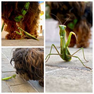 154. FotoChallenge * AUFS BILD GEMOGELT *-Beitrag-Bild