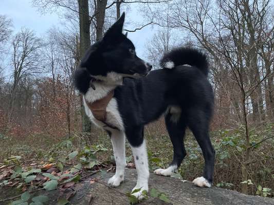 Russisch-Europäische-Laika Freunde-Beitrag-Bild