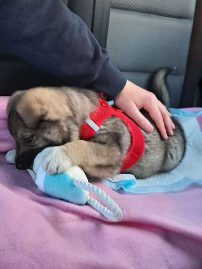 Hunde vom Tierschutzverein 🐕♥️-Beitrag-Bild