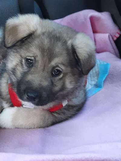 Welpen Bilder !-Beitrag-Bild