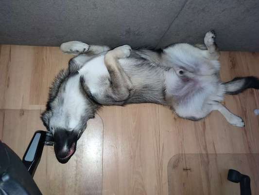 Die Dogorama Wochen Challenge-Beitrag-Bild